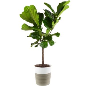 Costa Farms Fiddle Leaf Fig Tree, Live Indoor Plant Ficus Lyrata, Real Floor Plant, 36 to 48-Inches Tall, Ships Farm Fresh in White-Natural Decor Planter Pot with Potting Soil Mix,4-Foot