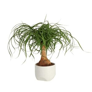 Costa Farms Ponytail Palm Bonsai, Live Indoor Plant, Clean Air Purifying Houseplant in Modern Decor Planter, Fresh From Farm, Birthday Gift, Tabletop Office Desk or Home Décor, 15-20 Inches Tall
